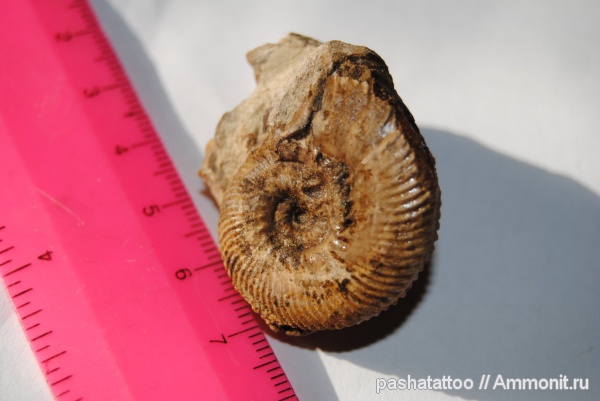 аммониты, головоногие моллюски, Крым, Ammonites, Dalmasiceras