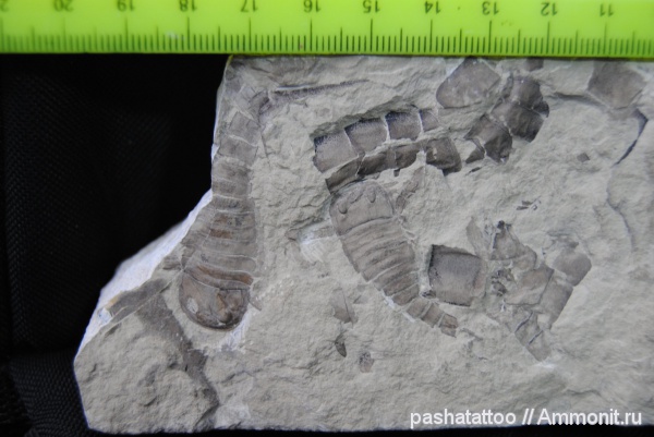 Eurypterus, Eurypterus tetragonophtalmus