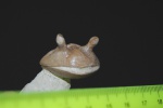 Asaphus intermedius