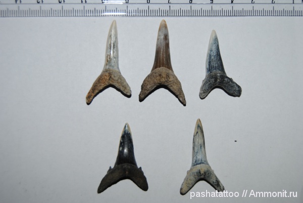 неоген, рыбы, позвоночные, акулы, fish, sharks