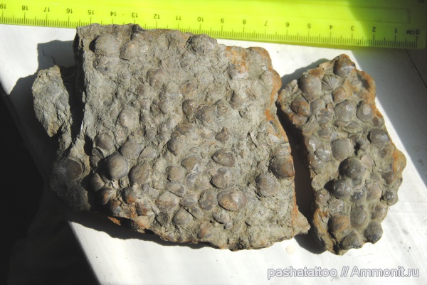 брахиоподы, девон, Devonian