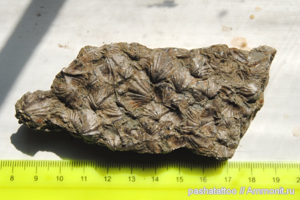 брахиоподы, девон, Devonian