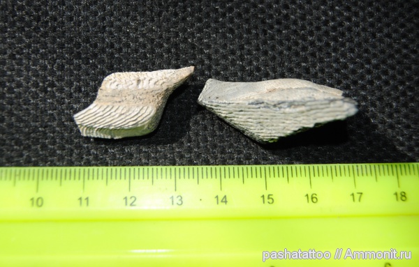 химеры, Chimaeriformes