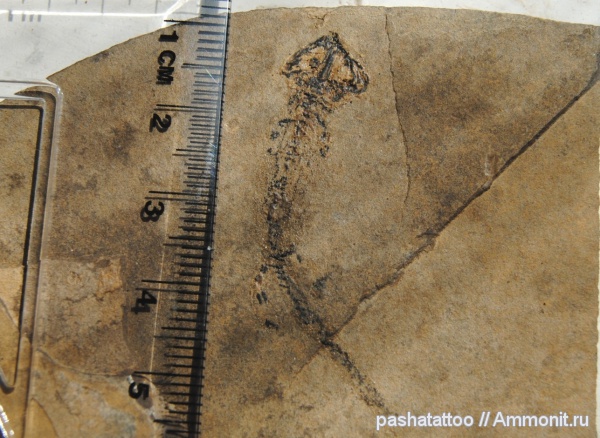 пермь, Германия, нижняя пермь, Branchiosaurus, стегоцефалы, Пфальц, Permian