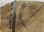 Branchiosaurus