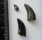 Kileskus aristotocus-зубы