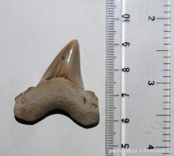 рыбы, акулы, зубы акул, Otodus, fish, shark teeth, sharks