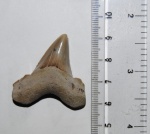 Otodus sp.