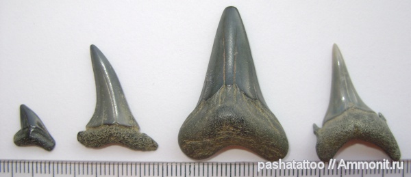 рыбы, позвоночные, зубы акул, fish, shark teeth