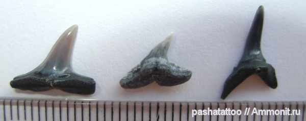 рыбы, позвоночные, зубы акул, fish, shark teeth