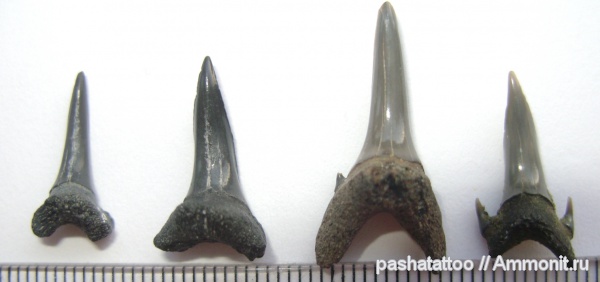 рыбы, позвоночные, зубы акул, fish, shark teeth