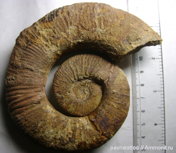 Crioceratites