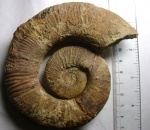 Crioceratites