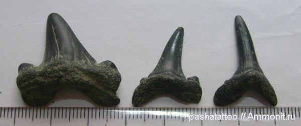 рыбы, позвоночные, зубы акул, fish, shark teeth