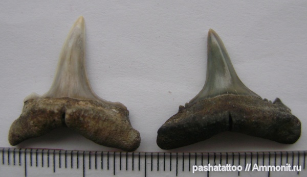 рыбы, позвоночные, зубы акул, fish, shark teeth