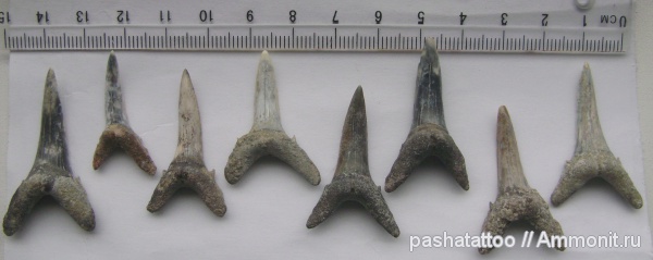 рыбы, позвоночные, зубы акул, fish, shark teeth