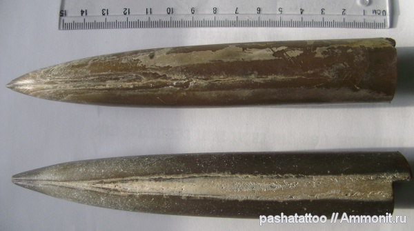 белемниты, юра, головоногие моллюски, Jurassic, belemnites