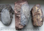 Podoliaspis sp.