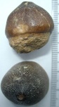 Mosasaurus(Globidens aegypticus)