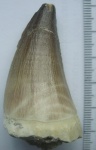 Mosasaurus anceps