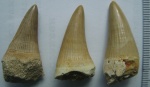 Mosasaurus(Platecarpus ptychodon)