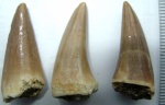 Mosasaurus(Platecarpus coryphaeus)