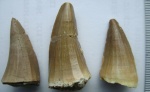 Mosasaurus beaugei