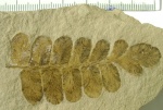 Лист Neuropteris
