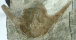 Stensiopelta pustulata