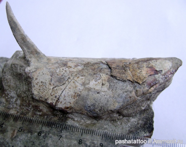 девон, Devonian, Украина, Podolaspis, бесчелюстные, Podolaspis lerichei