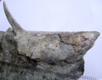 Podolaspis lerichei