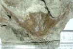 Stensiopelta pustulata