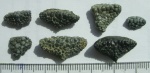 Глоточные пластины Labrodon sp.