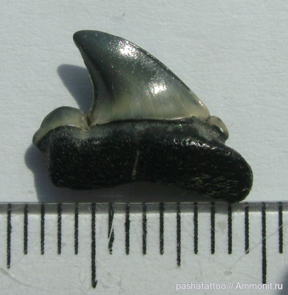 зубы акул, shark teeth