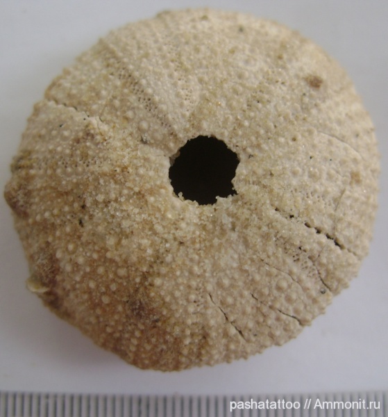 Psammechinus dubius, Psammechinus