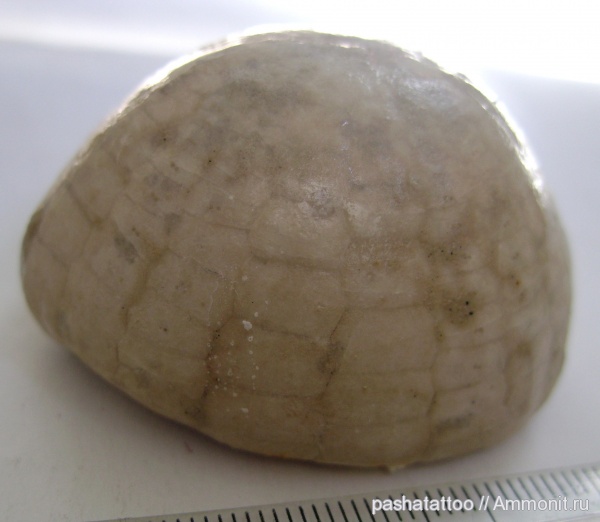 Echinocorys