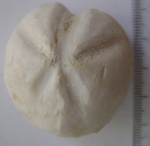 Linthia sp
