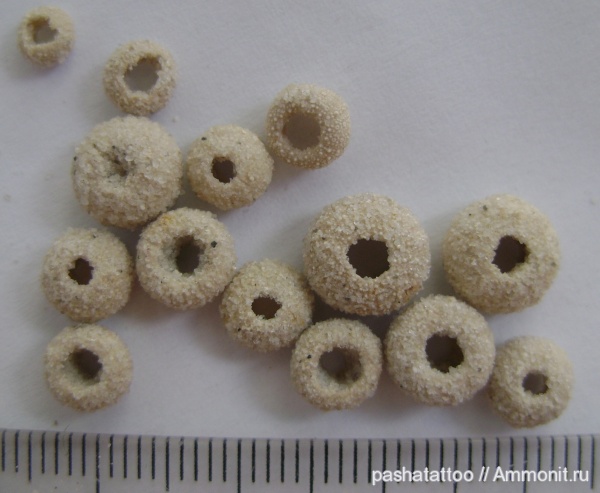 Psammechinus