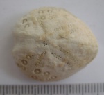 Lovenia forbesi