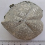 Micraster aff. glyphus