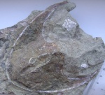 Zychaspis granulata