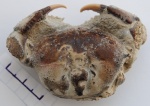 Galene bispinosa