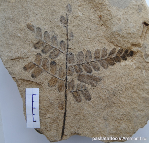 Neuropteris
