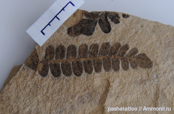 Neuropteris