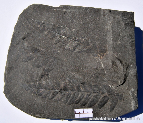 Neuropteris