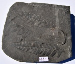 Neuropteris