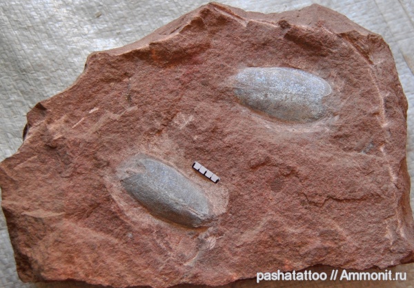Podolaspis