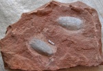 Podolaspis