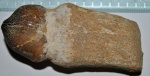 Mosasaurus-Globidens aegypticus