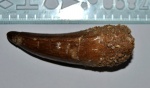 Зуб- Spinosaurus aegyptiacus